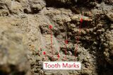 Theropod Dinosaur (Allosaurus) Femur - Bite Marks! #371504-7